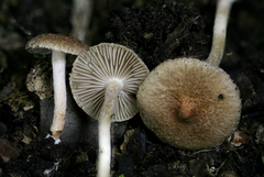 Inocybe stuntzii