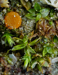 Octospora excipulata