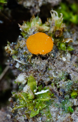 Octospora excipulata