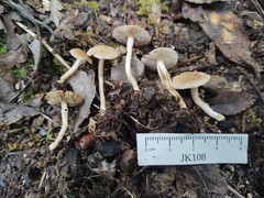 Inocybe stuntzii