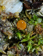 Octospora excipulata