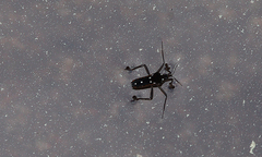 Velia rivulorum