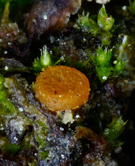 Octospora excipulata