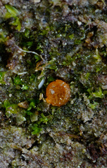 Octospora excipulata