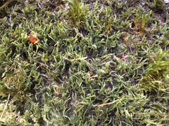 Racomitrium heterostichum