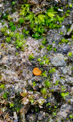 Octospora excipulata