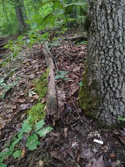 Inocybe stuntzii