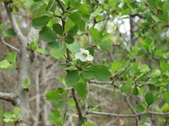 Crataegus uniflora