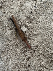 Trachythorax