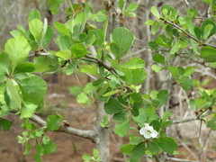 Crataegus uniflora