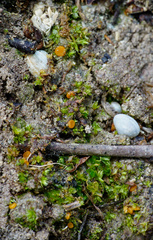 Octospora excipulata