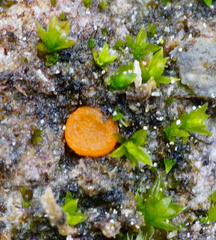 Octospora excipulata