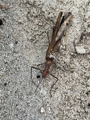 Trachythorax