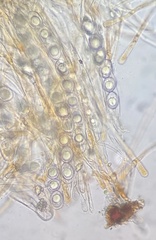 Octospora excipulata