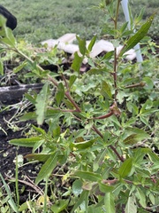 Ludwigia octovalvis