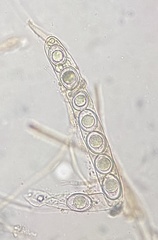Octospora excipulata