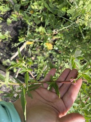 Ludwigia octovalvis