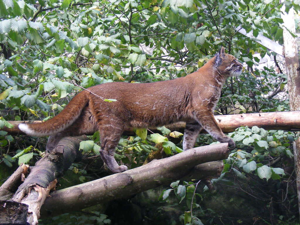 Asian Golden Cat (Catopuma temminckii) · iNaturalist