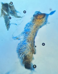 Octospora excipulata