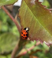 Harmonia axyridis
