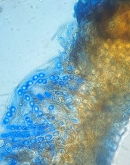 Octospora excipulata