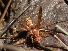 Polistes dorsalis californicus