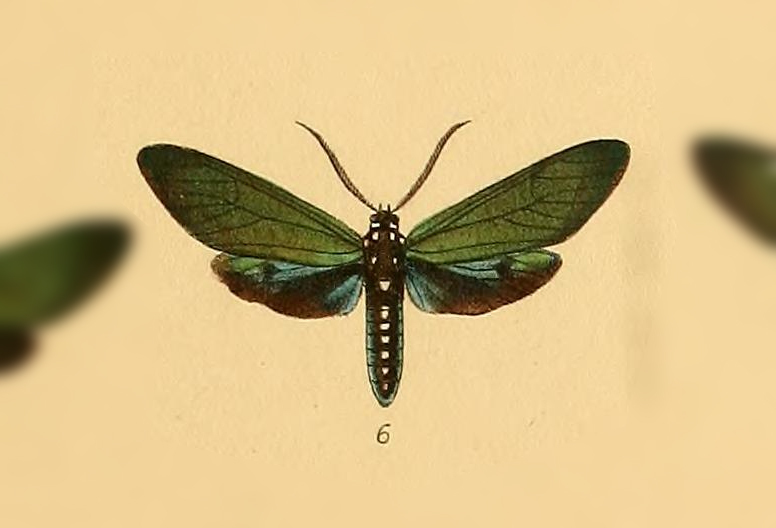 Eupyra psittacus