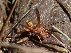Polistes dorsalis californicus