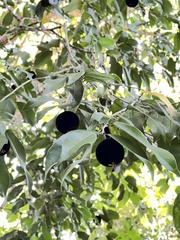 Hydnocarpus ilicifolius