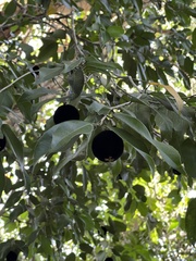 Hydnocarpus ilicifolius