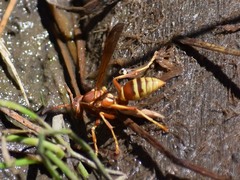 Polistes dorsalis californicus