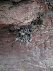 Tillandsia pedicellata