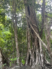 Hydnocarpus ilicifolius