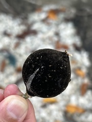 Hydnocarpus ilicifolius