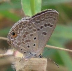 Euchrysops subpallida