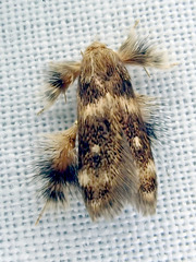 Zatrichodes horrifica