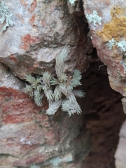 Tillandsia pedicellata