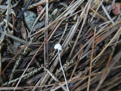 Mycena alphitophora