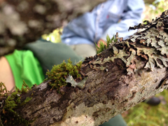 Orthotrichum pulchellum