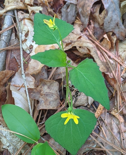 Image of Viola glaberrima by no rights reserved