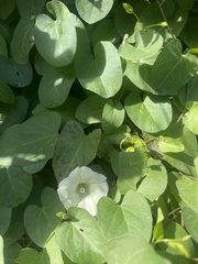 Calystegia felix