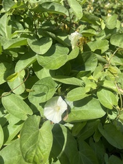 Calystegia felix