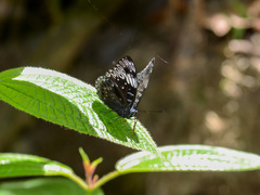 Dichorragia nesimachus