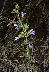 Dyschoriste rogersii