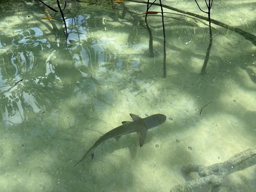 Black Tip Reef Shark