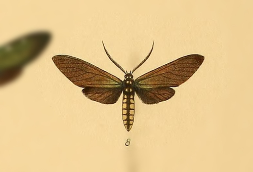 Phaio aurata
