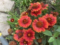 Gaillardia