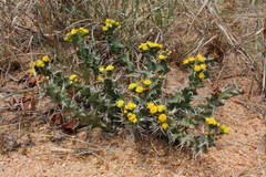Euphorbia clavigera