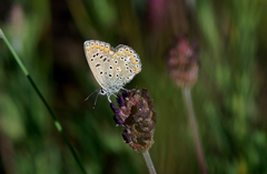 Polyommatus celina
