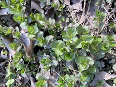 Chrysosplenium americanum